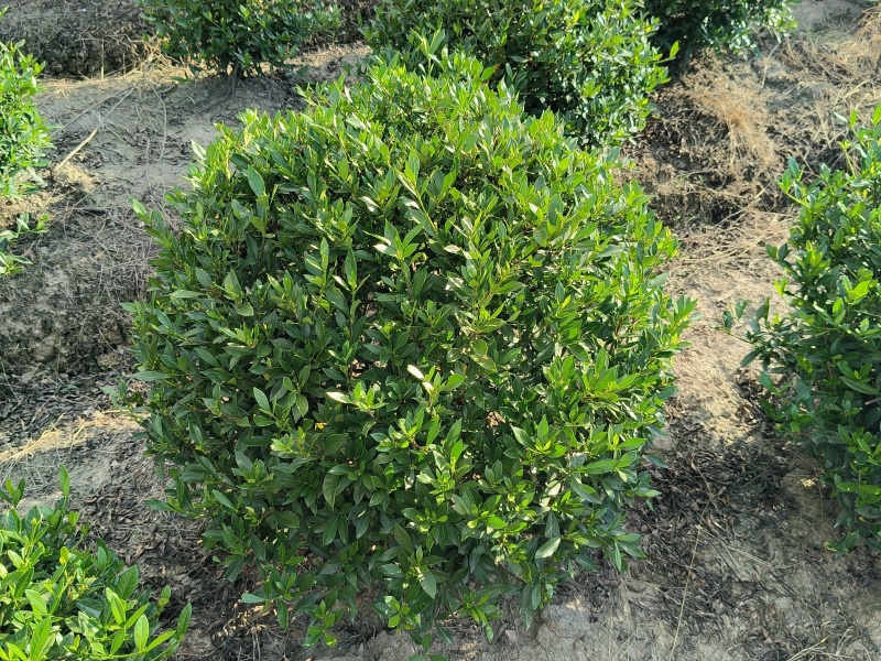 小叶栀子花球冠幅60cm、80Cm、1m、1.2m基地有