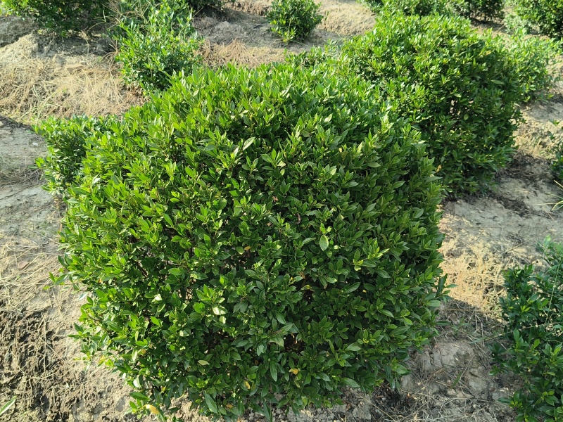 小叶栀子花球冠幅60cm、80Cm、1m、1.2m基地有