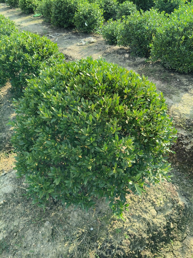 小叶栀子花球冠幅60cm、80Cm、1m、1.2m基地有