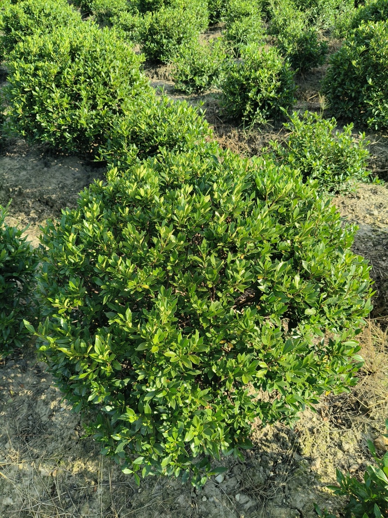 小叶栀子花球冠幅60cm、80Cm、1m、1.2m基地有