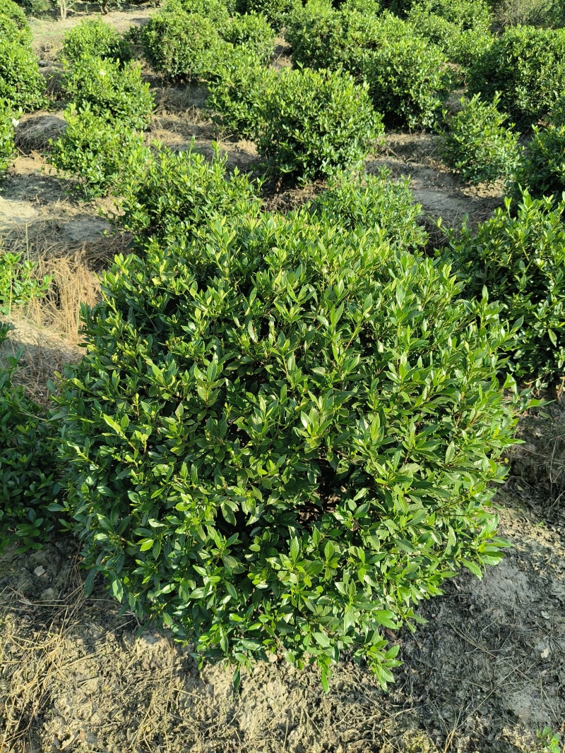 小叶栀子花球冠幅60cm、80Cm、1m、1.2m基地有