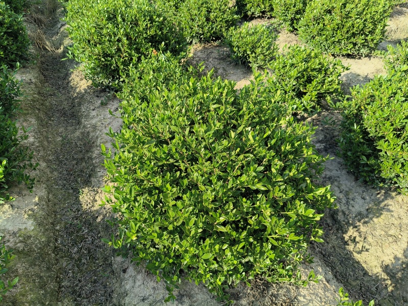 小叶栀子花球冠幅60cm、80Cm、1m、1.2m基地有