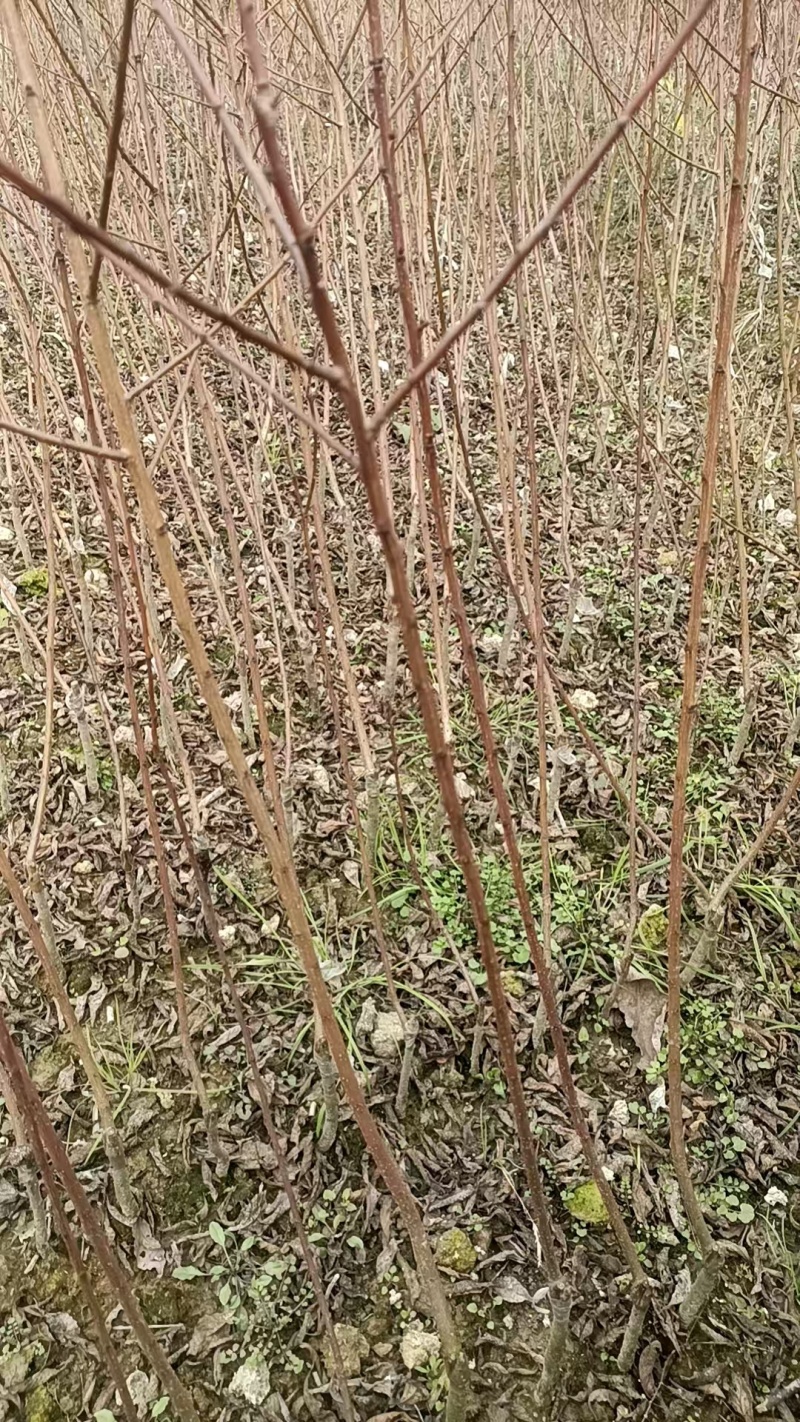 新品种巨丰李又称晚熟蜂糖李脆甜爽口糖度高丰产性强