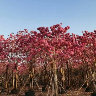 紫花风铃