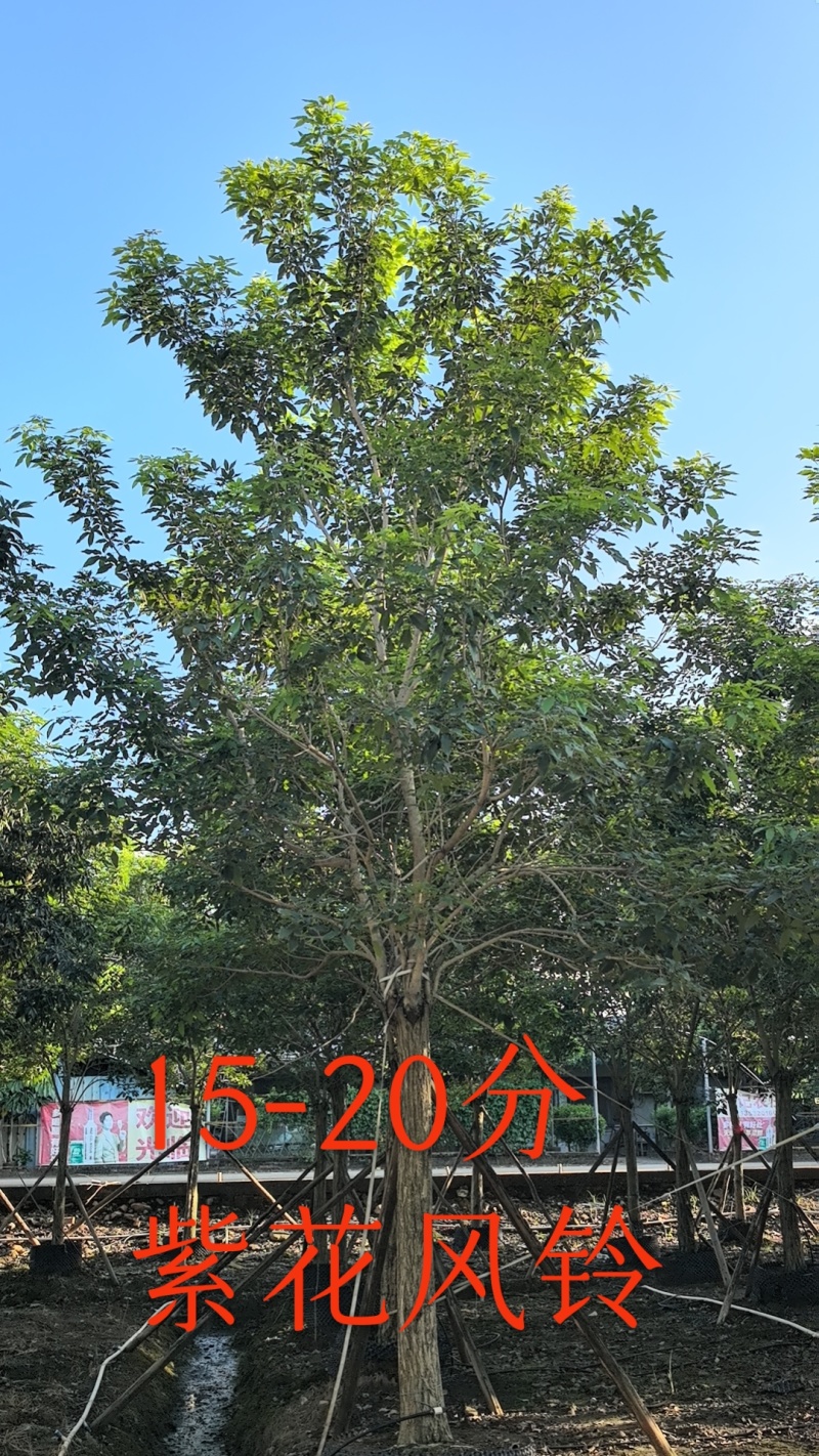 紫花风铃