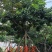 紫花风铃
