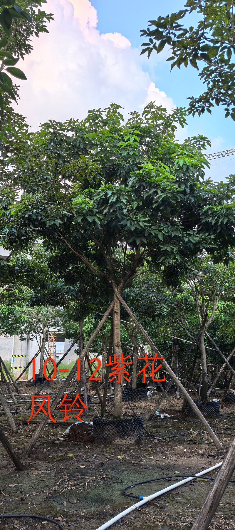 紫花风铃