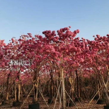 大绣球紫花风铃木，红花玉蕊，仪花，嘉宝果，洋红风铃木等等