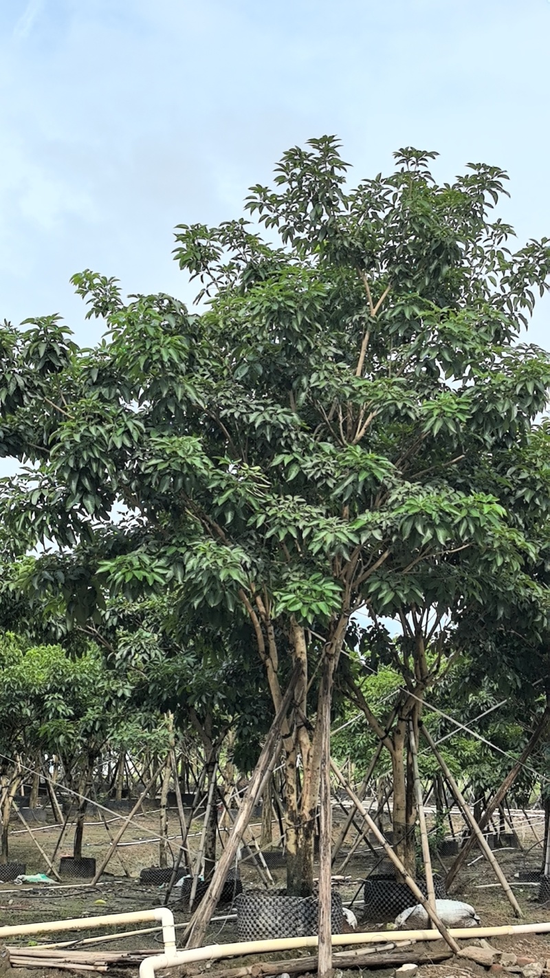 大绣球紫花风铃木，红花玉蕊，仪花，嘉宝果，洋红风铃木等等