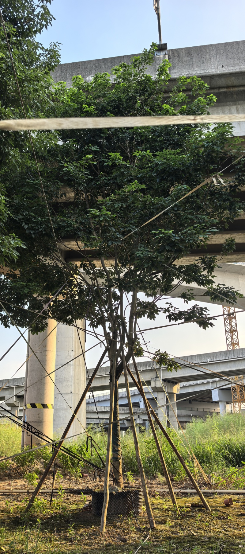 大绣球紫花风铃木，红花玉蕊，仪花，嘉宝果，洋红风铃木等等