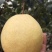山西贡梨酥梨🍐