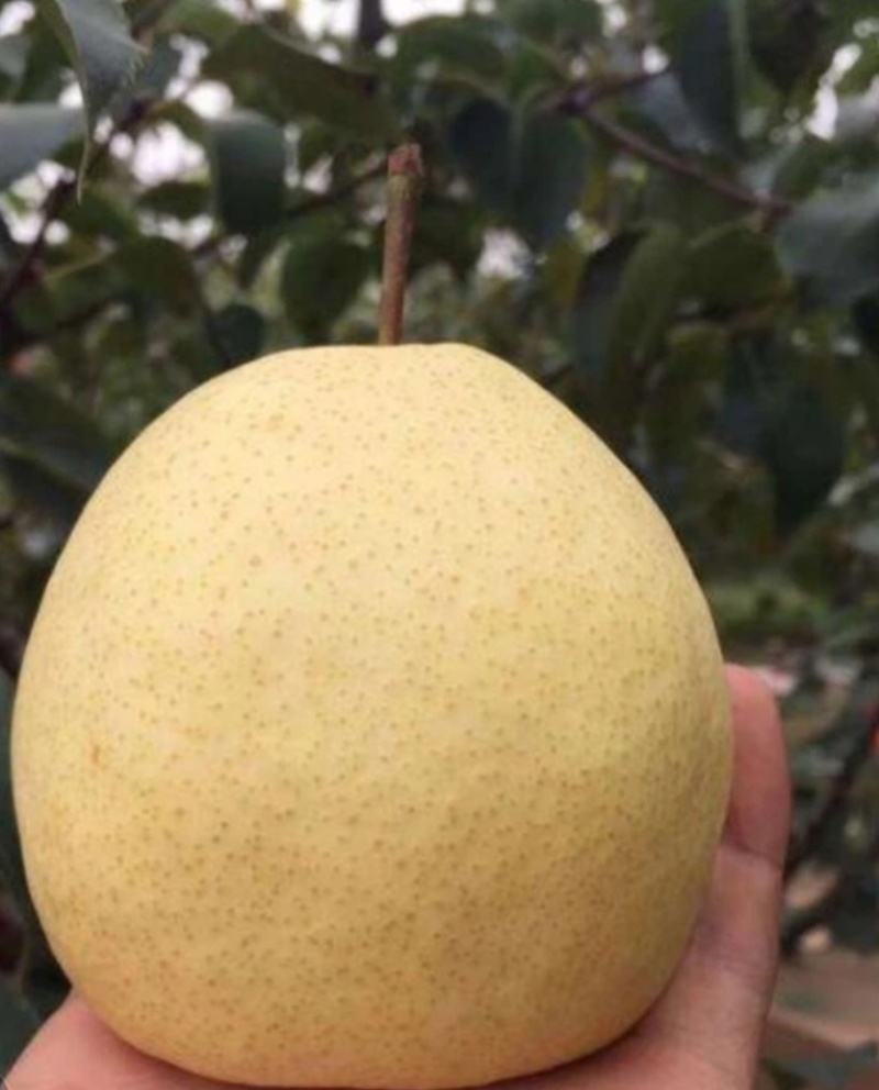 山西贡梨酥梨🍐