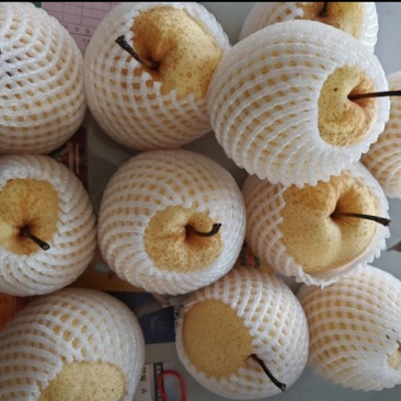 山西贡梨酥梨🍐