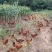 【推荐】黑龙江散养大公鸡土鸡大量供应哈尔滨大庆鸡西佳木斯等