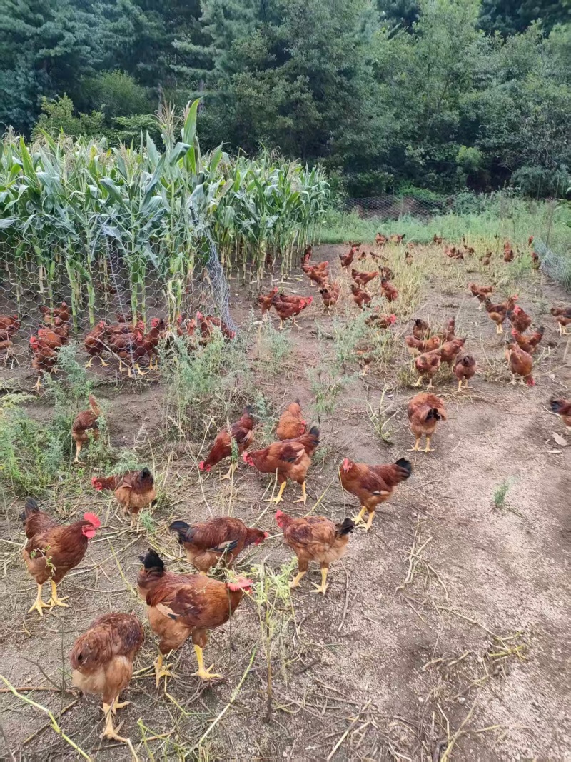 【推荐】黑龙江散养大公鸡土鸡大量供应哈尔滨大庆鸡西佳木斯等