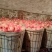 辽宁葫芦岛韩富苹果大量供货/精品寒富苹果产地直发量大从优
