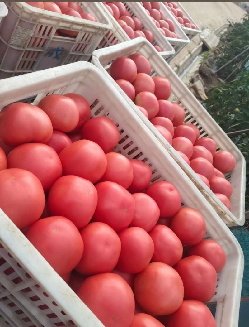 辽宁阜新福兴地镇暖棚硬粉西红柿大量下货中