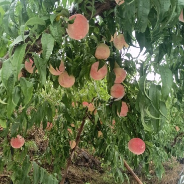 金秋红蜜
