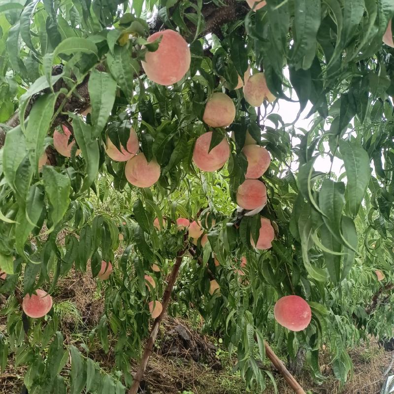金秋红蜜