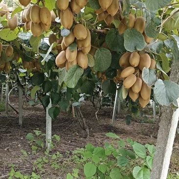 湖南绿心猕猴桃清甜可口价格美丽质量好走货快欢迎询价正在热