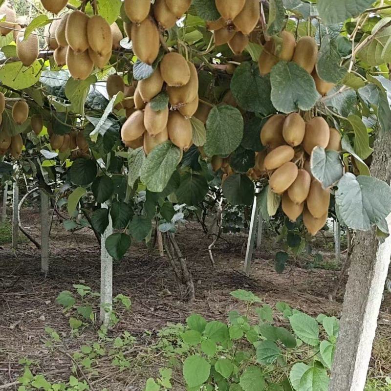 湖南绿心猕猴桃清甜可口价格美丽质量好走货快欢迎询价正在热