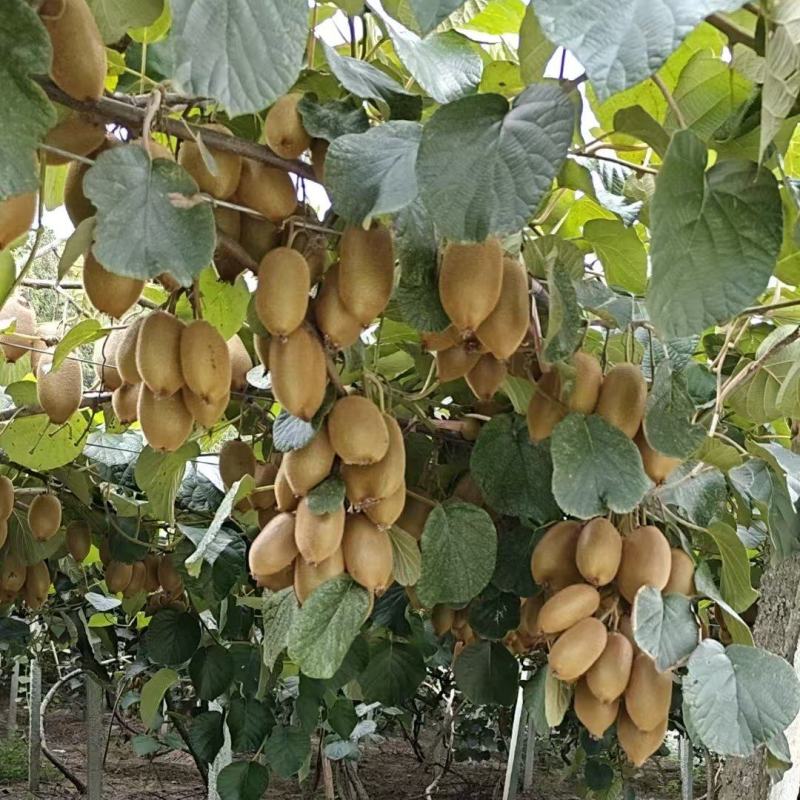 湖南绿心猕猴桃新鲜上市价格美丽质量好走货快清甜可口热卖中