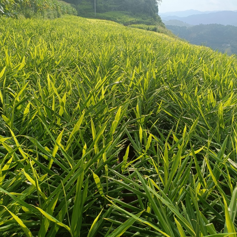 云南文山小黄姜