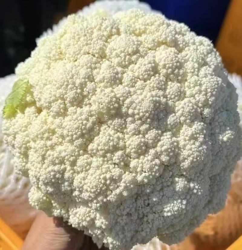 【松花菜】，大量上市可发往全国市场