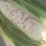 花粘玉米，水果玉米，万糯玉米，广良田27，百帝威玉米