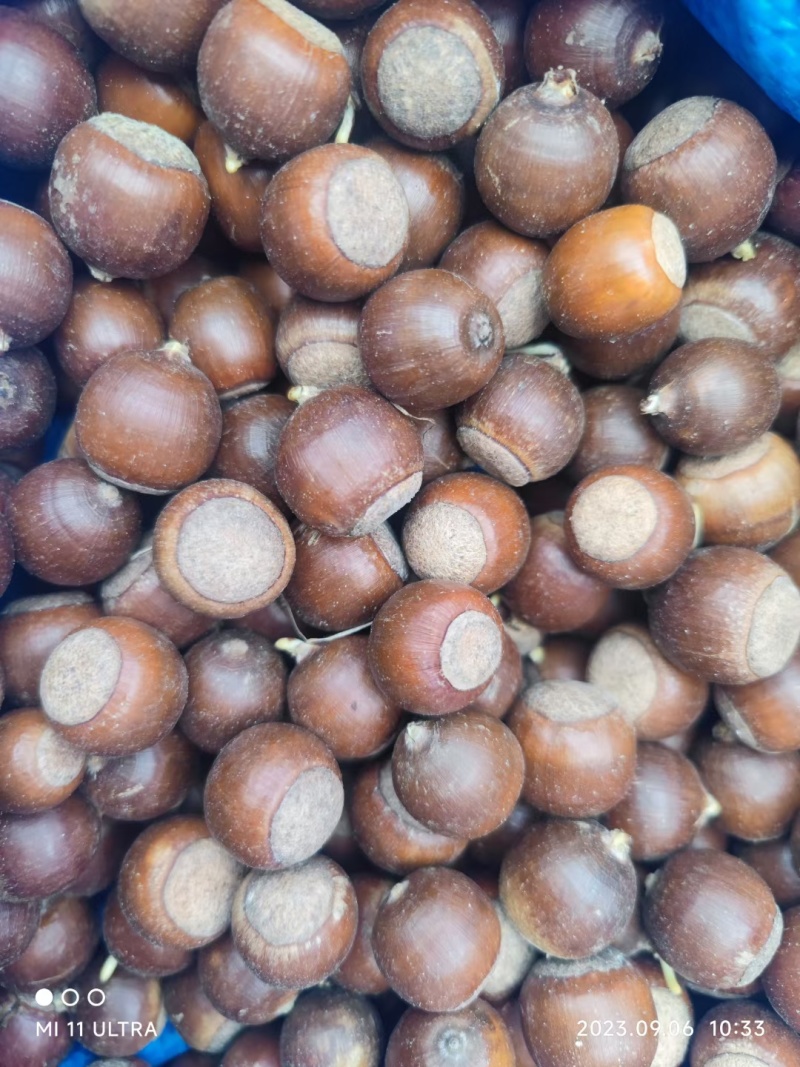 大量供应优质的橡子树种子发芽率百分之百保质保量