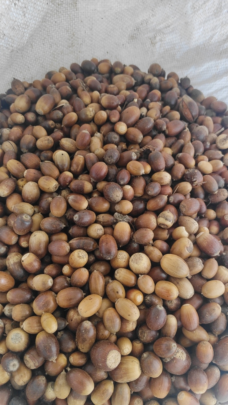 大量供应优质的橡子树种子发芽率百分之百保质保量