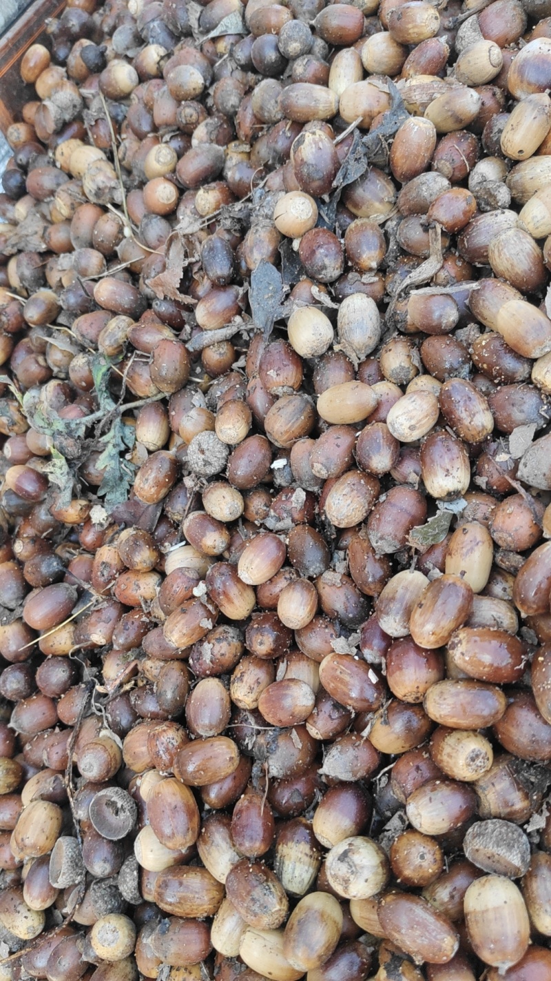 大量供应优质的橡子树种子发芽率百分之百保质保量