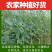 新货干豆角农家日晒豇豆干无老条陕南特产