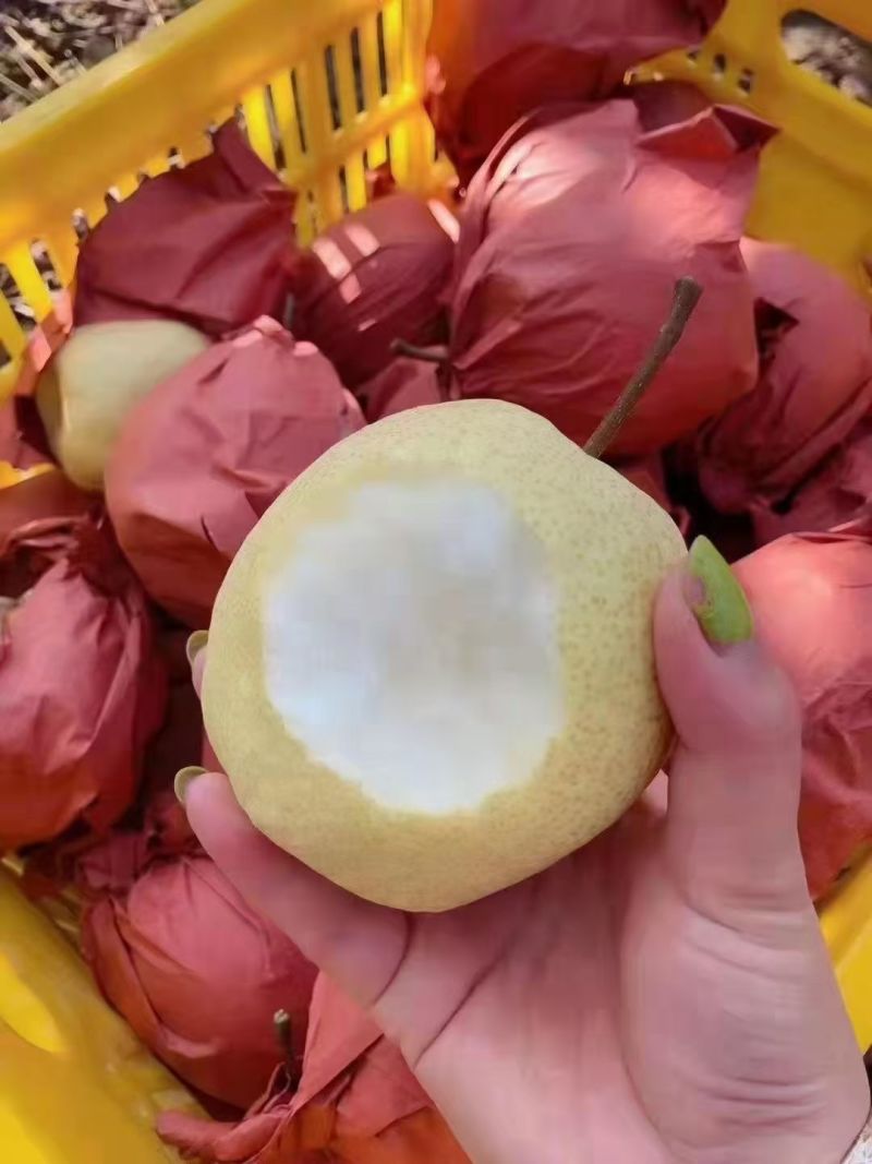 大量有酥梨，纸袋和光梨，黄桃，葡萄，石榴，苹果