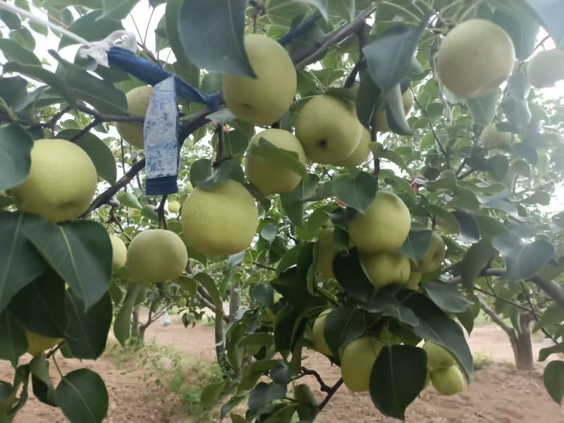 大量有酥梨，纸袋和光梨，黄桃，葡萄，石榴，苹果