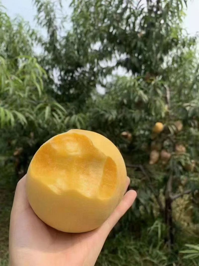 大量有酥梨，纸袋和光梨，黄桃，葡萄，石榴，苹果