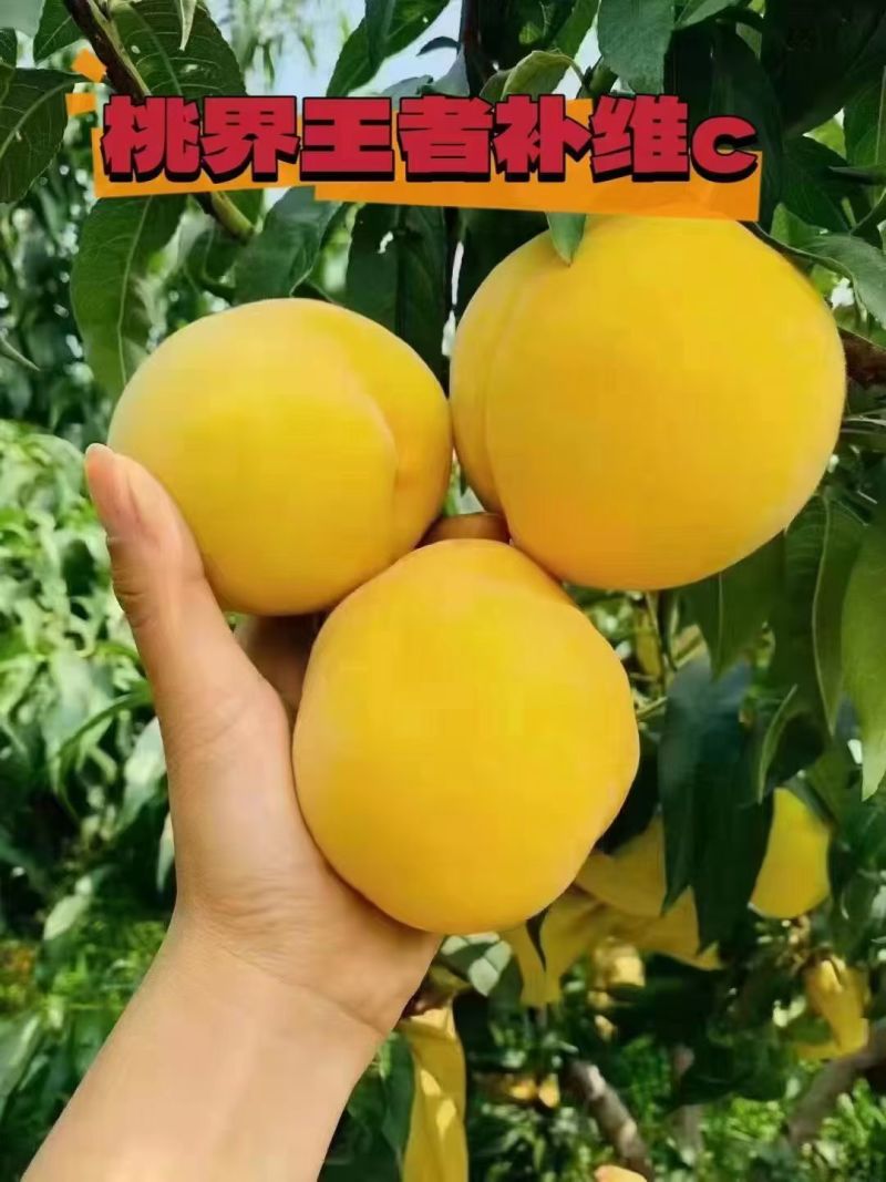 大量有酥梨，纸袋和光梨，黄桃，葡萄，石榴，苹果