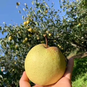 大量有酥梨，纸袋和光梨，黄桃，葡萄，石榴，苹果