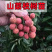 四照花苗子