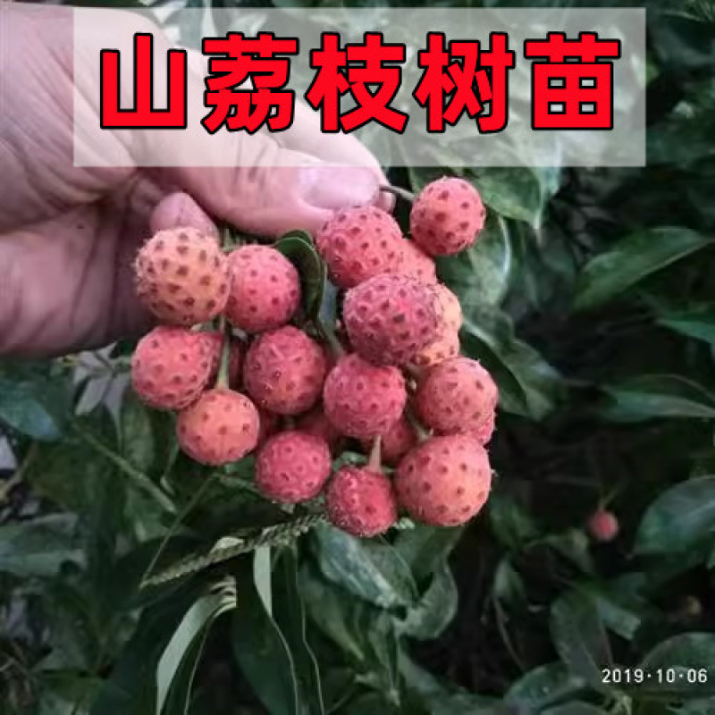 四照花苗子