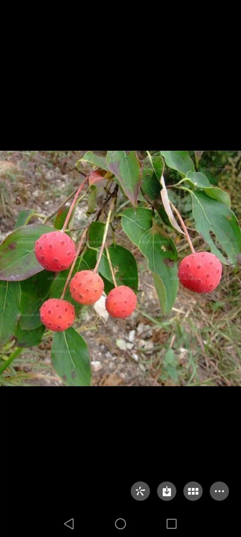 四照花苗子