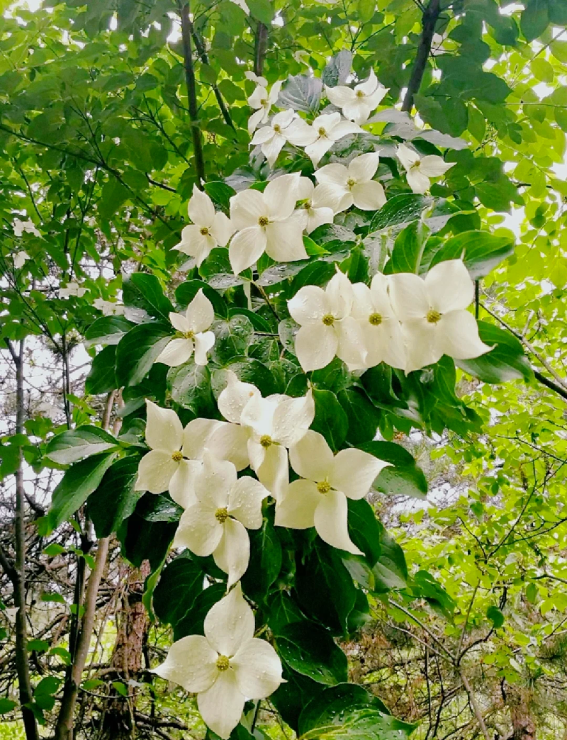 四照花苗子
