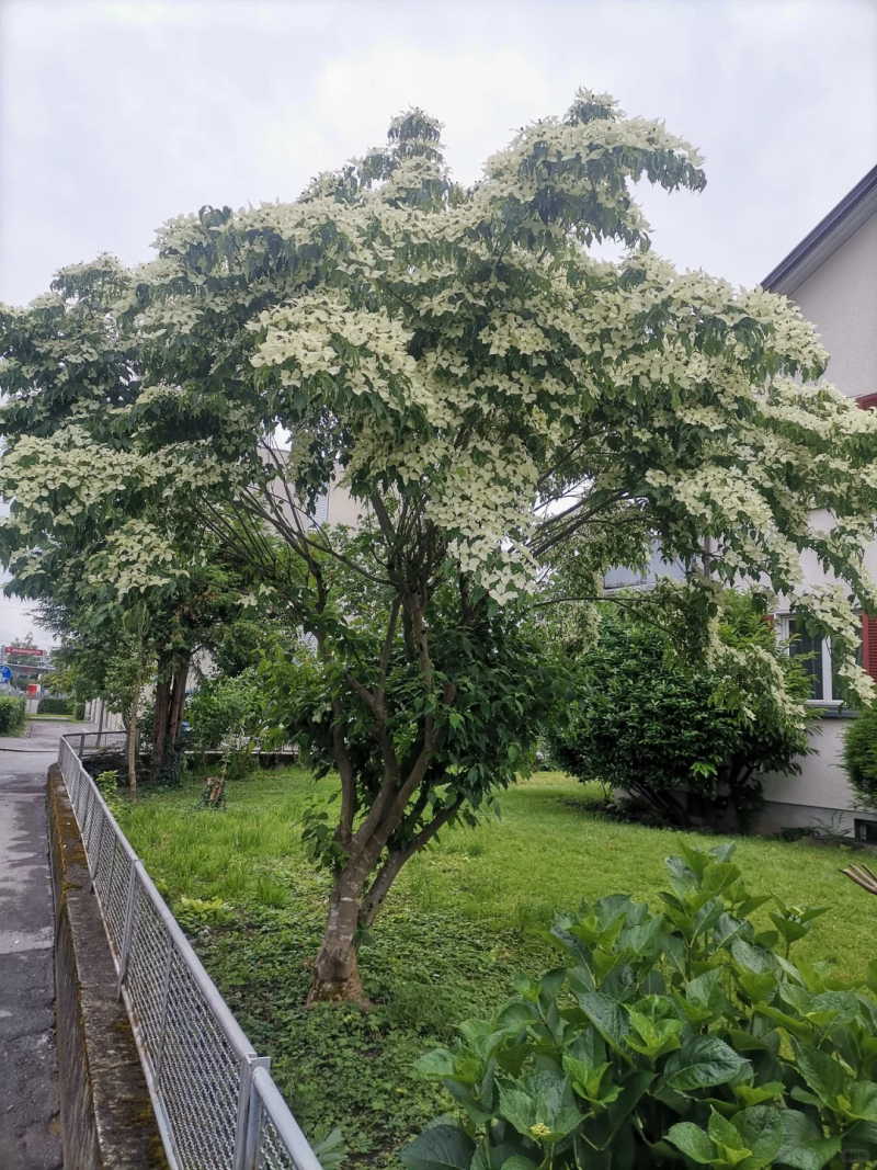 四照花苗子