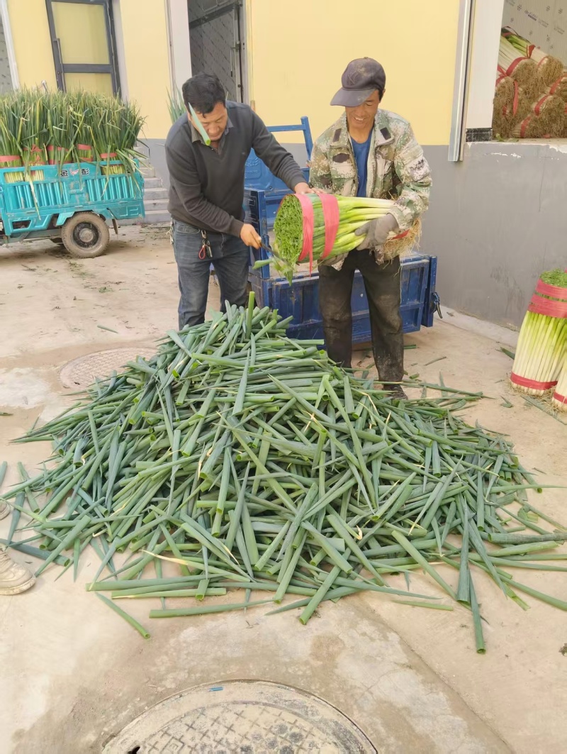 青海精品大葱钢葱基地直供量大从优实力代发全国商超