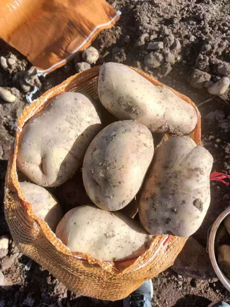 青海陇10土豆黄皮黄心产地直供量大从优实力代发全