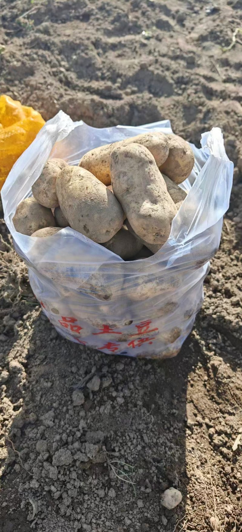 青海陇10土豆黄皮黄心产地直供量大从优实力代发全
