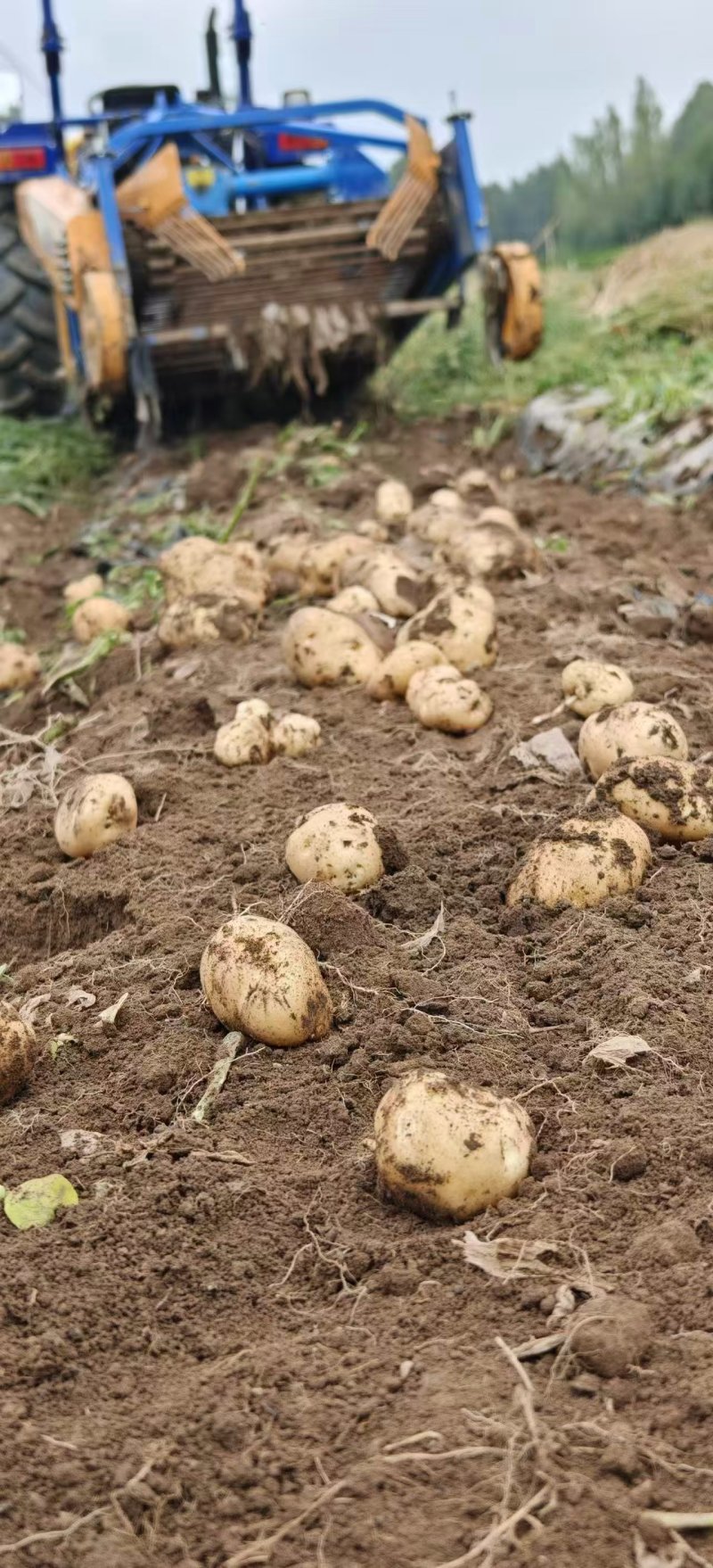 青海陇10土豆黄皮黄心产地直供量大从优实力代发全