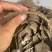 二级菜籽饼