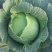 大包菜