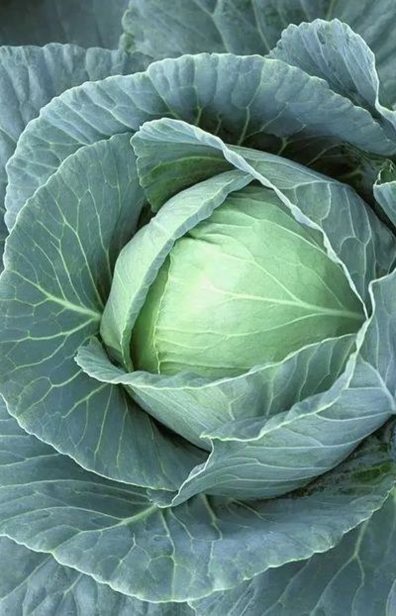 大包菜